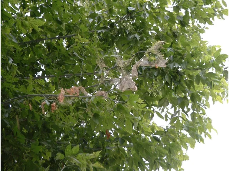 Infestazione da bruchi americani