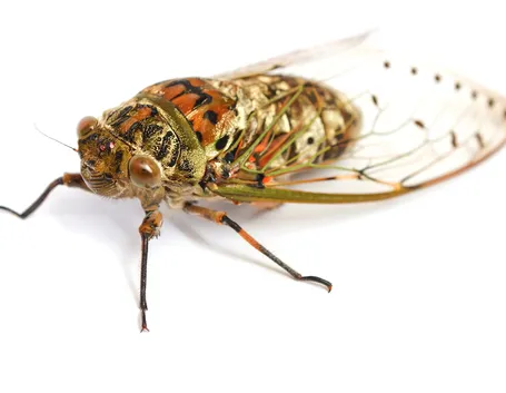 Cicala comune