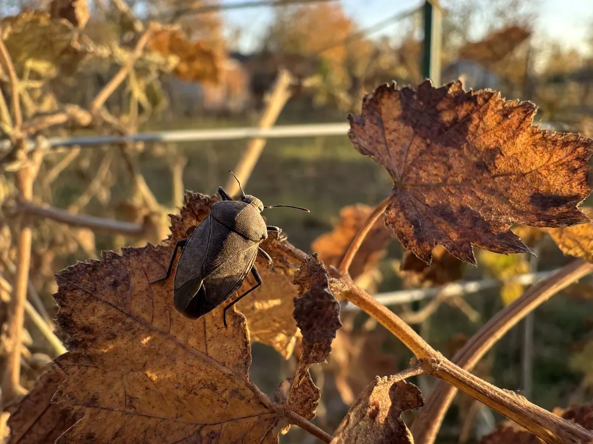 Perché la cimice asiatica entra in casa quando arriva l'autunno