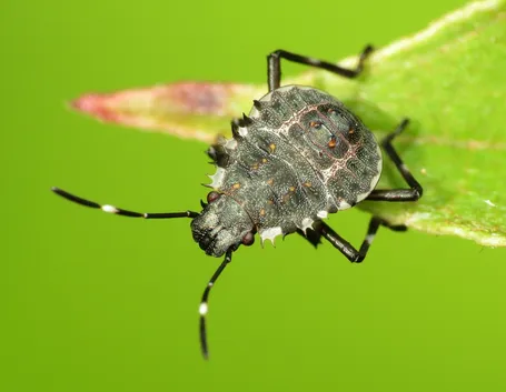 Cimice nera