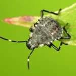 Cimice nera