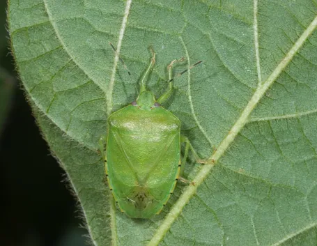 cimice verde