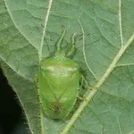 cimice verde