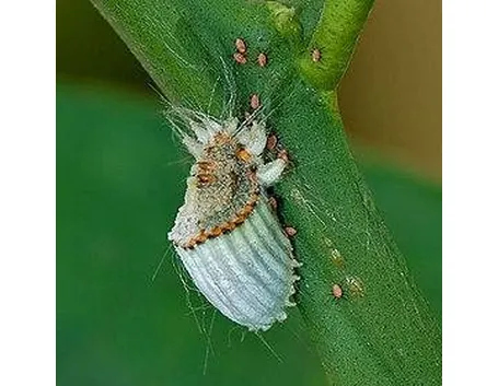 Cocciniglia degli agrumi