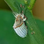 Cocciniglia degli agrumi