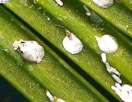 Cocciniglia alloro