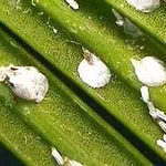 Cocciniglia alloro
