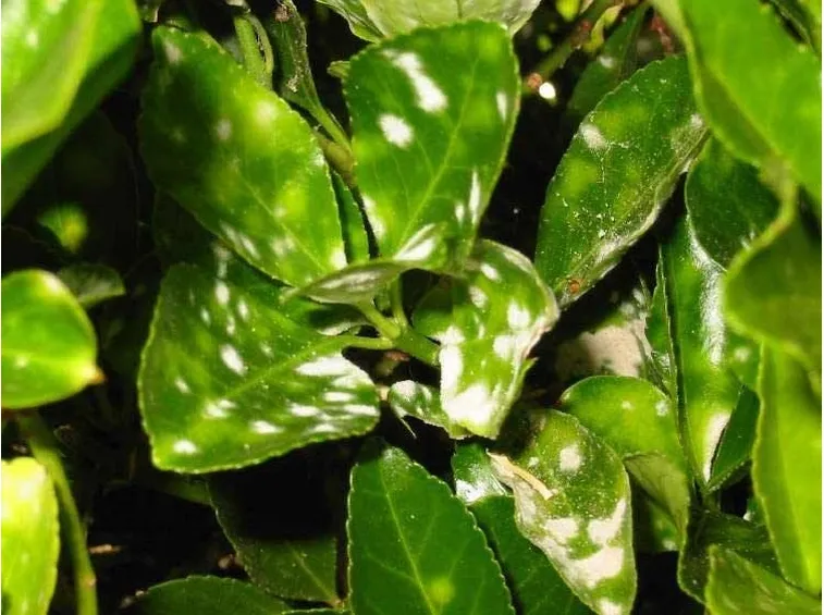 Cocciniglia alloro