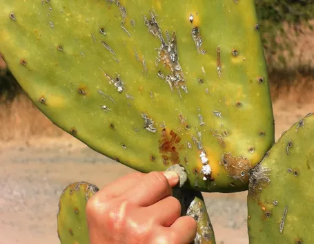 Cocciniglia su cactus