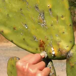 Cocciniglia su cactus