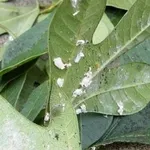 colonia su pianta