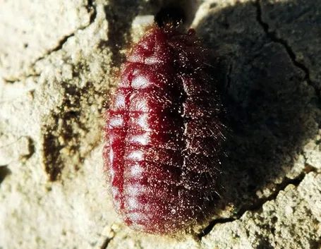 cocciniglia rossa