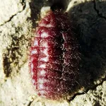 cocciniglia rossa