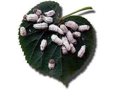 cocciniglia2-1