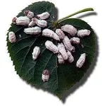 cocciniglia2-1