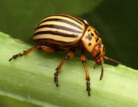 coleottero parassita