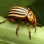 coleottero parassita