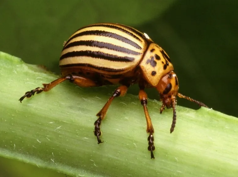 coleottero parassita