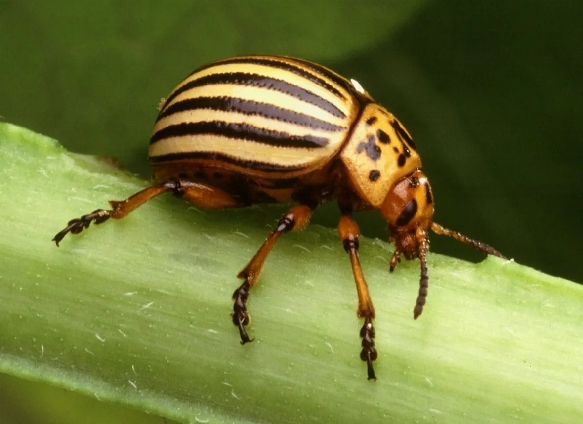 coleottero parassita