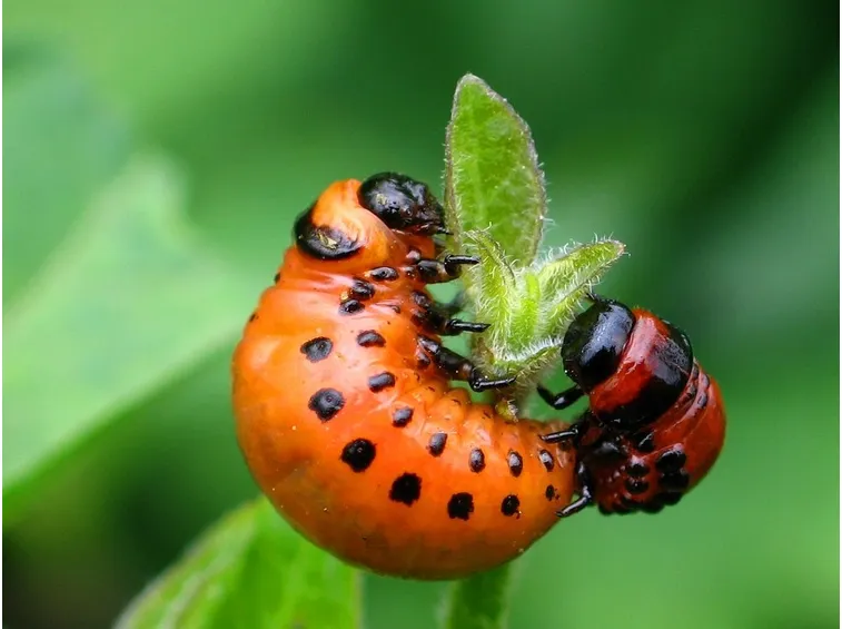 Larva dorifora