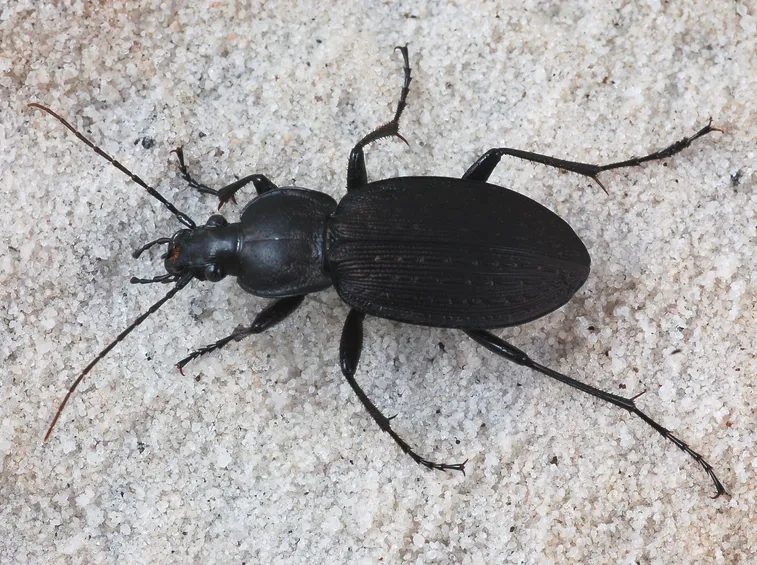 Coleottero carabide