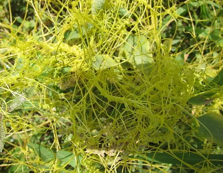 Cuscuta