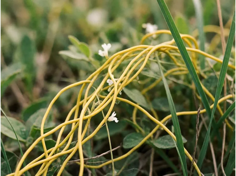 Esemplare cuscuta