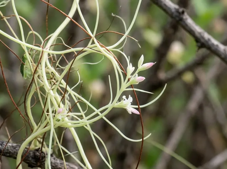 Pianta fiorita cuscuta