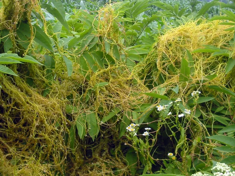 Pianta infestante