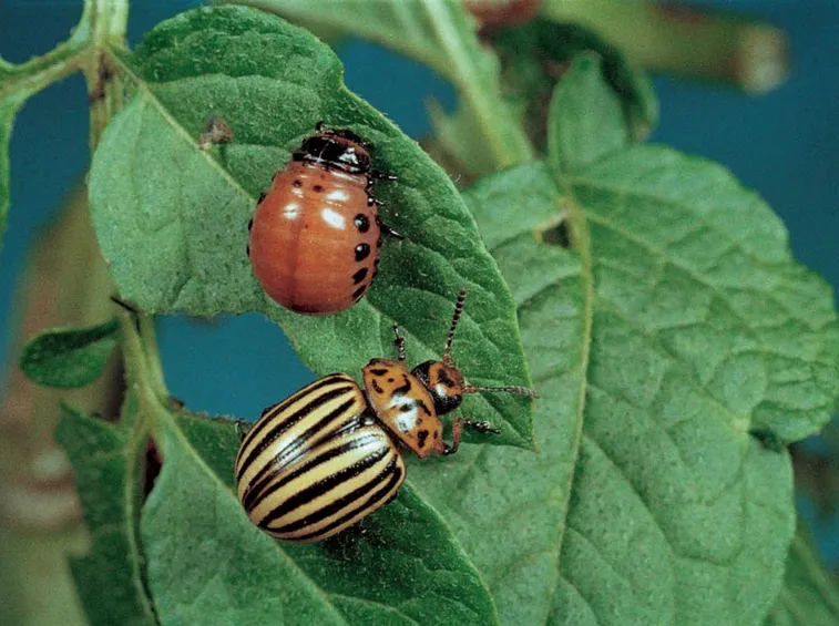 Larva e adulto di dorifera della patata