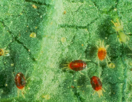 Alcuni esemplari di Tetranychus urticae