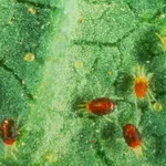 Alcuni esemplari di Tetranychus urticae