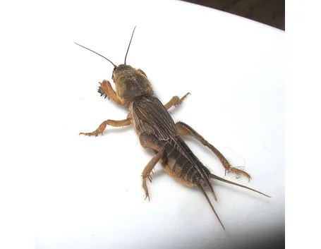 Grillotalpa