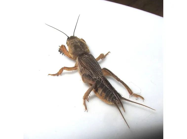 Grillotalpa