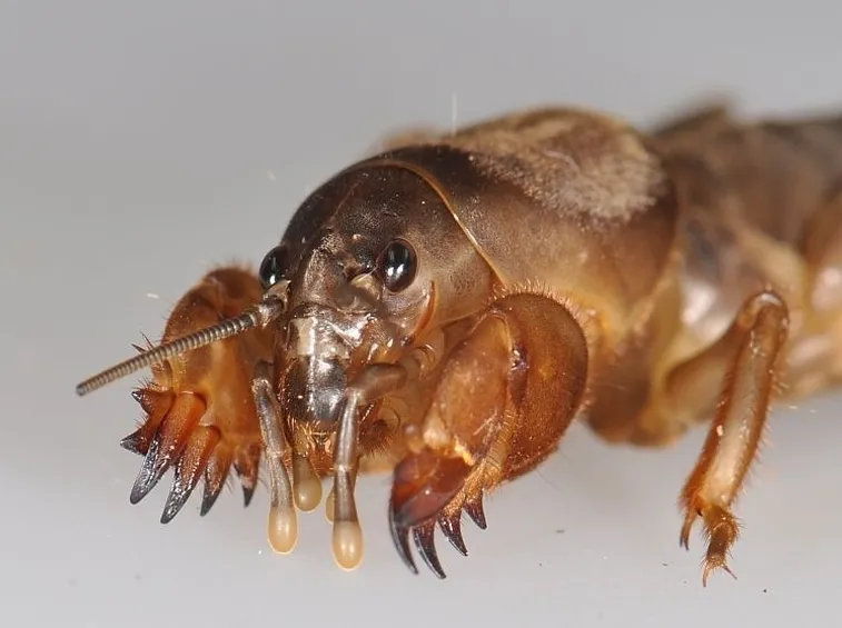 Scudo chitinoso