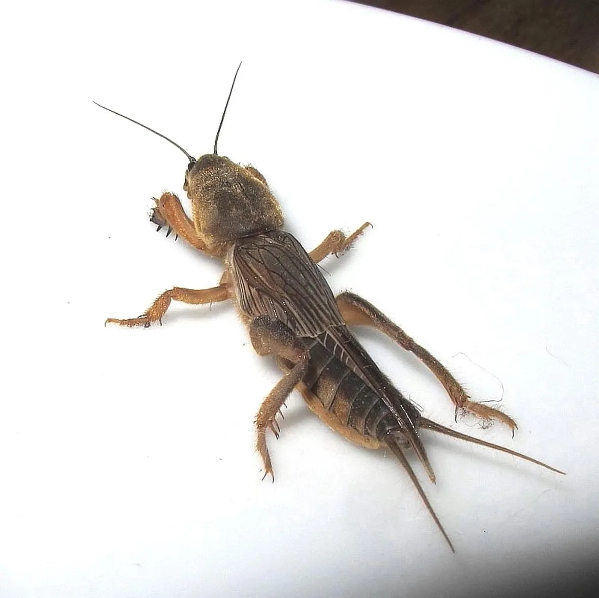 Grillotalpa