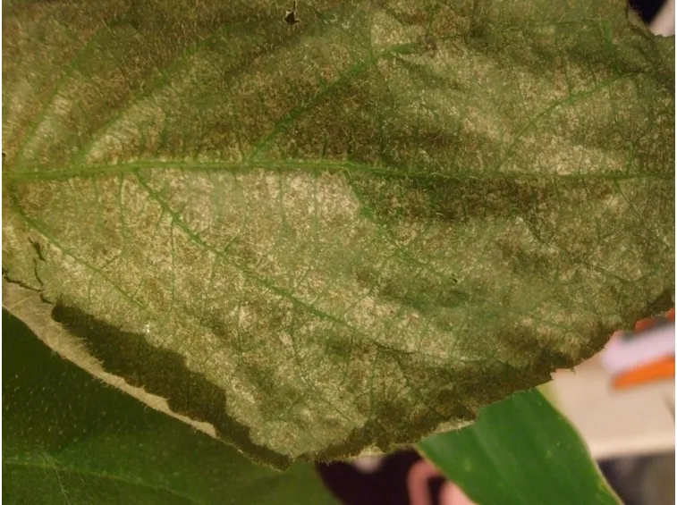 Malattia ragnetto
