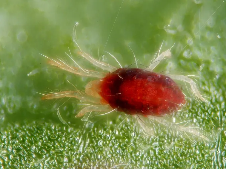 Phytoselulus persimillis