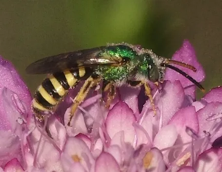 vespa particolare