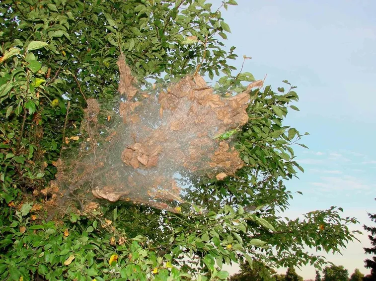 Albero attaccato bruchi americani