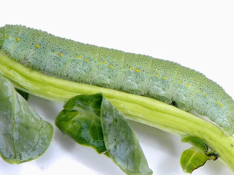 Larva parassita ortaggi