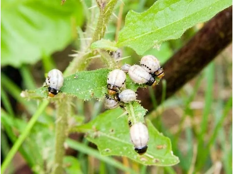 pianta quasi distrutta
