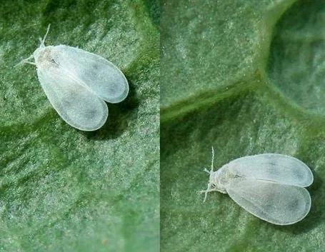 Mosca bianca fonte= google immagini