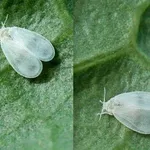 Mosca bianca fonte= google immagini