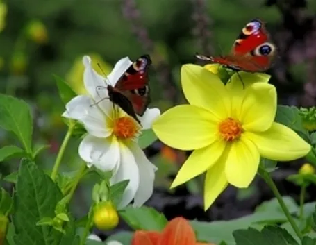 farfalle e colori