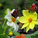 farfalle e colori