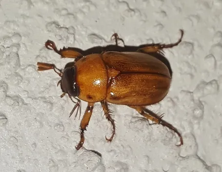 Varietà maggiolino insetto