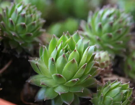Malattia piante grasse
