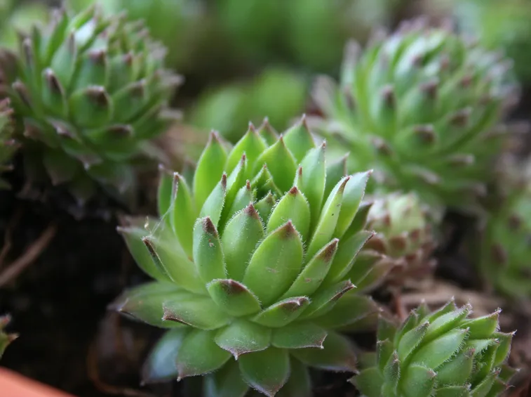 Malattia piante grasse