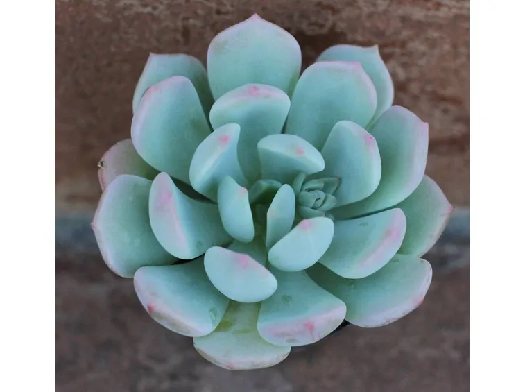 Malattia piante grasse